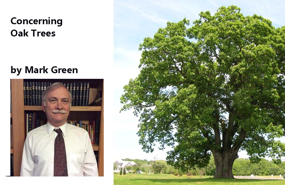 Concerning Oak Trees by Mark Green