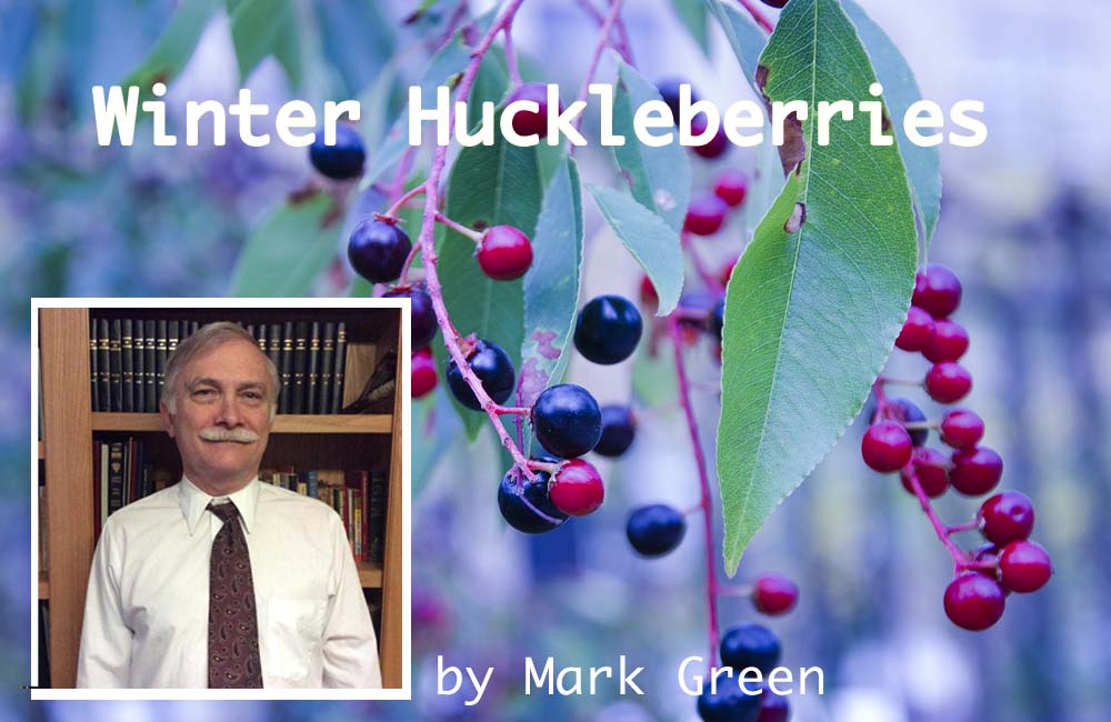 Winter Huckleberries by Mark Green